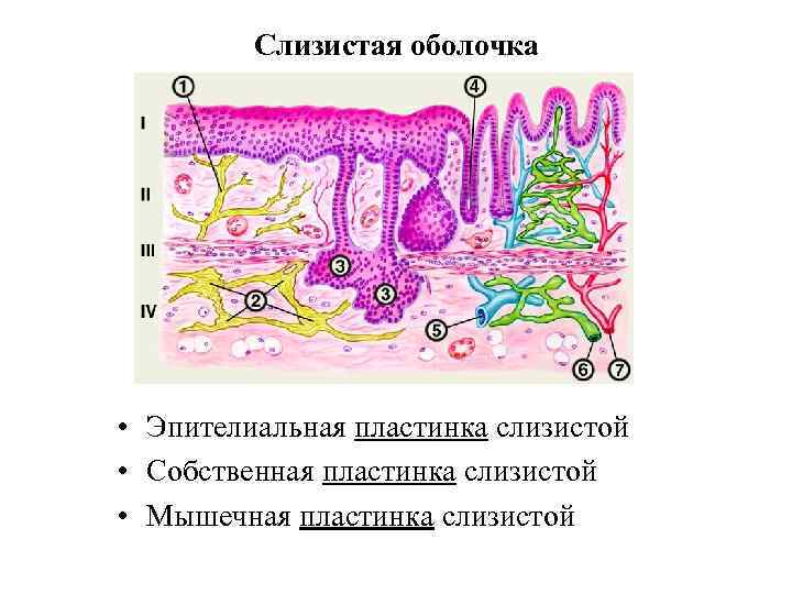 Какие функции выполняет слизистая оболочка. Собственная пластинка слизистой оболочки. Строение собственной пластинки слизистой оболочки. Собственная мышечная пластинка слизистой. Эпителиальная пластинка слизистая.