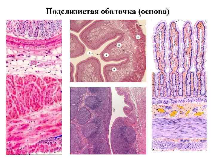 Подслизистая оболочка (основа) 