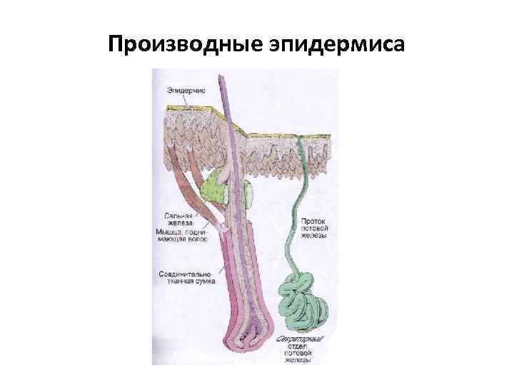 Производные эпидермиса 