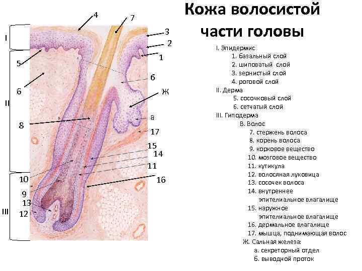 4 7 3 2 I 1 5 б 6 Ж II 8 а 17