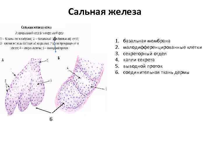 Сальная железа 4 6 1. 2. 3. 4. 5. 6. базальная мембрана малодифференцированные клетки