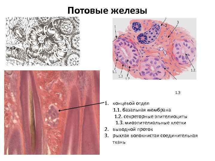 Потовые железы 2 3 3 1. концевой отдел 1. 1. базальная мембрана 1. 2.