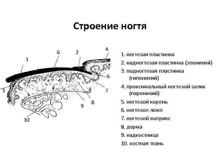 Строение ногтя 6 4 2 1 1 5 3 7 9 10 8 1.