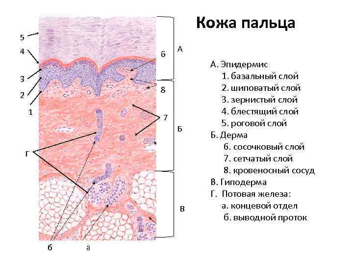 Кожа пальца 5 4 6 А 3 8 2 1 7 Б Г В