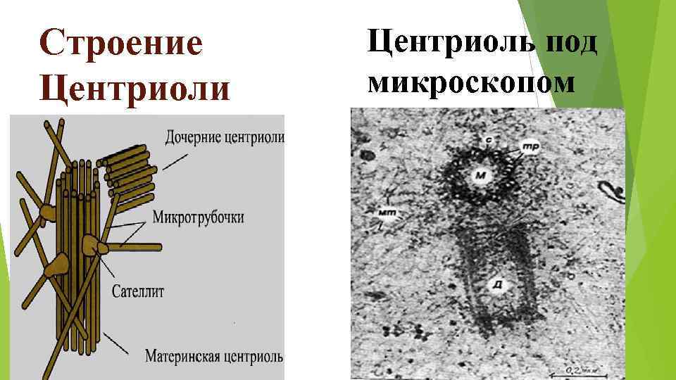 Строение Центриоли Центриоль под микроскопом 