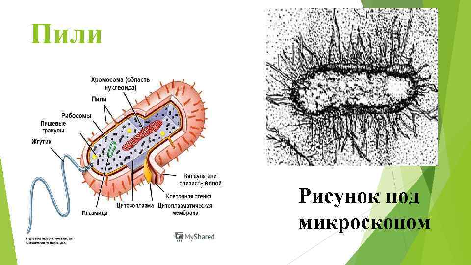 Пили Рисунок под микроскопом 