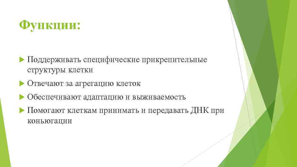 Функции: Поддерживать специфические прикрепительные структуры клетки Отвечают за агрегацию клеток Обеспечивают адаптацию и выживаемость