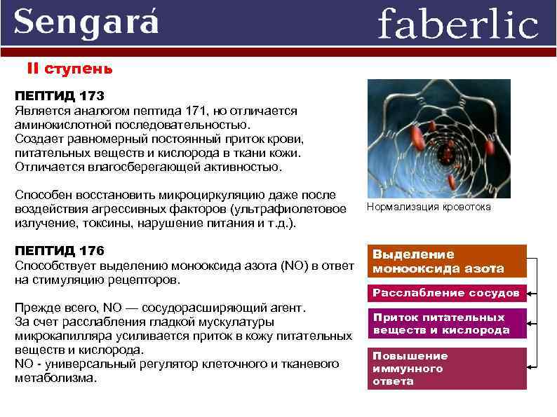 II ступень ПЕПТИД 173 Является аналогом пептида 171, но отличается аминокислотной последовательностью. Создает равномерный