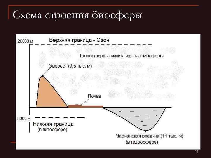 Схема строения биосферы 16 