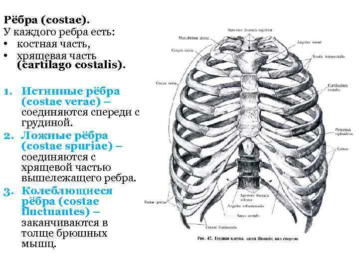 Где проходит борозда ребра. Строение грудной клетки истинные ложные ребра. Ребра истинные ложные колеблющиеся. Истинные ложные и колеблющиеся ребра на латыни. Грудная клетка колеблющиеся ребра.