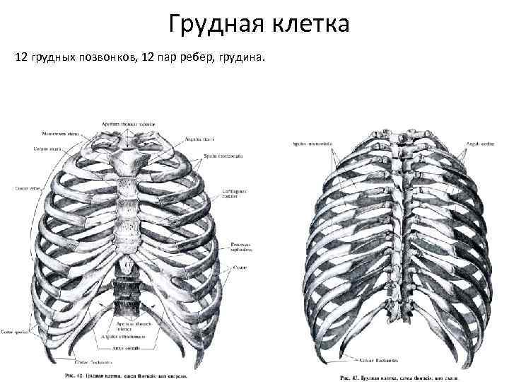 Грудная клетка 12 грудных позвонков, 12 пар ребер, грудина. 