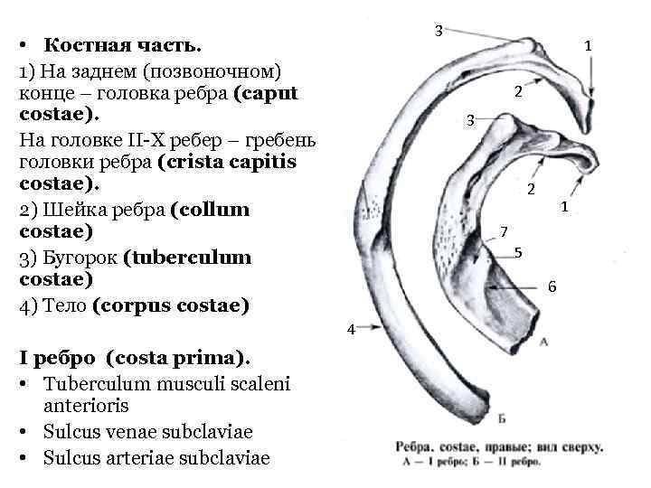 Верхний край ребра. Бугорок ребра анатомия. Анатомия ребра costae. Ребро sulcus costae. Первое ребро анатомия.