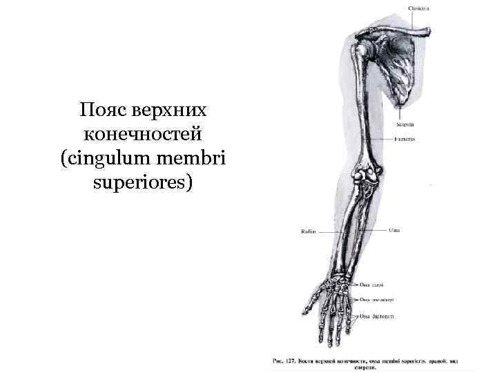 Пояс верхних конечностей (cingulum membri superiores) 