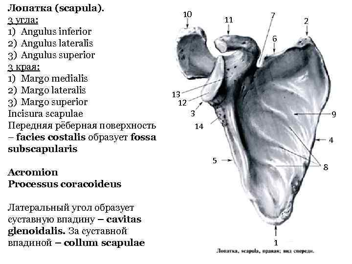 Лопатка (scapula). 3 угла: 1) Angulus inferior 2) Angulus lateralis 3) Angulus superior 3