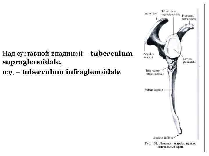 Tuberculum supraglenoidale. Tuberculum supraglenoidale анатомия. Суставной бугорок(tuberculum articulare). Tuberculum supraglenoidale расположен на. Суставные ямки на ребрах.