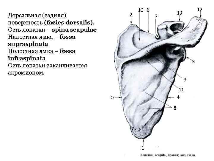 Facies medialis dentium incisivorum et caninorum