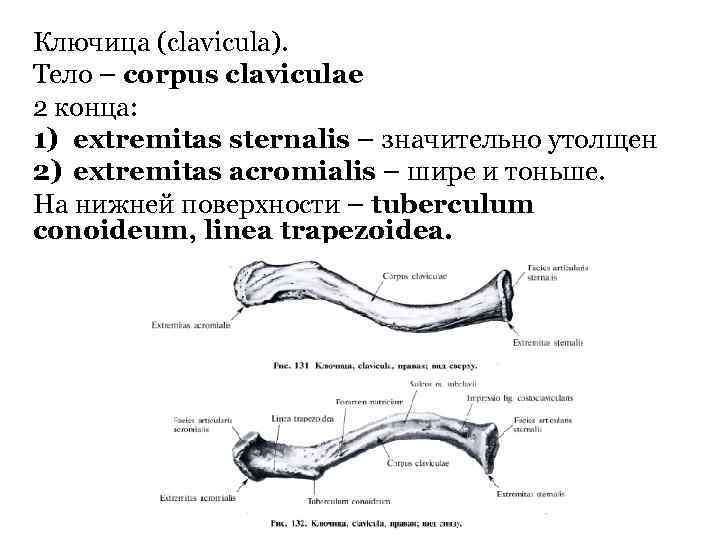 Ключица (clavicula). Тело – corpus claviculae 2 конца: 1) extremitas sternalis – значительно утолщен