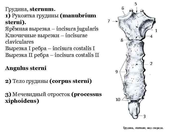 Грудина, sternum. 1) Рукоятка грудины (manubrium sterni). Ярёмная вырезка – incisura jugularis Ключичные вырезки