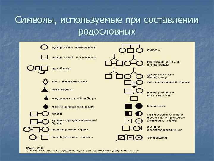 Символы, используемые при составлении родословных 