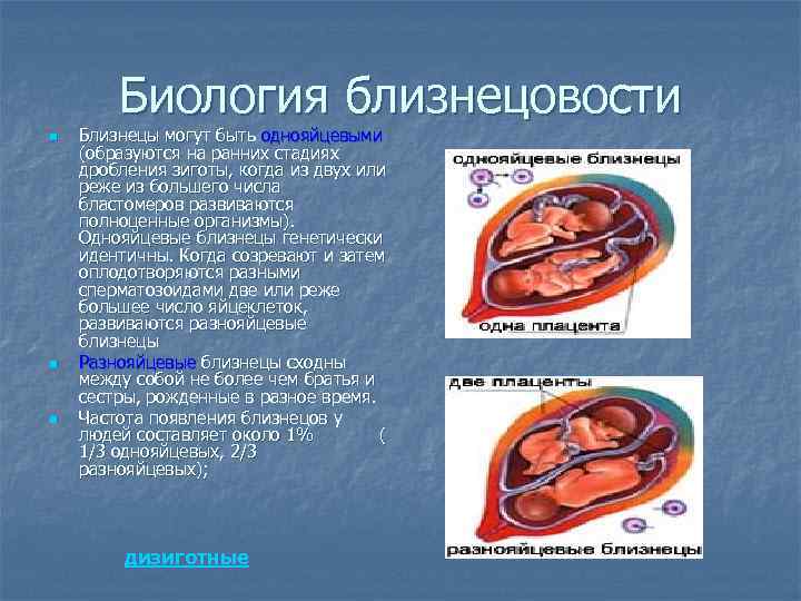 Биология близнецовости n n n Близнецы могут быть однояйцевыми (образуются на ранних стадиях дробления