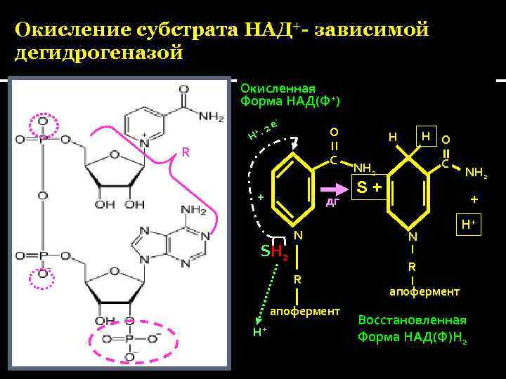 Над ф