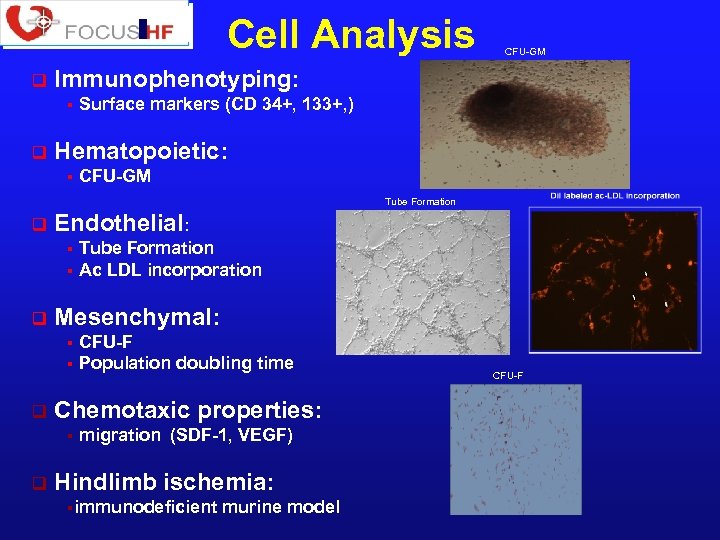 Cell Analysis q Immunophenotyping: § q CFU-GM Surface markers (CD 34+, 133+, ) Hematopoietic: