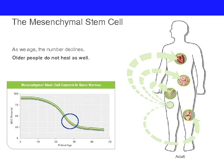 The Mesenchymal Stem Cell As we age, the number declines. Older people do not