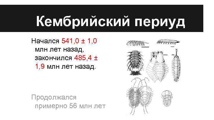 Кембрийский периуд Начался 541, 0 ± 1, 0 млн лет назад, закончился 485, 4