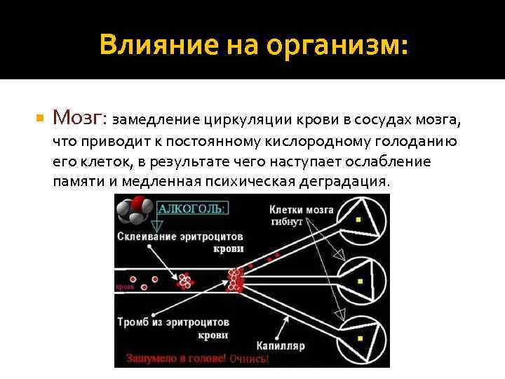 Влияние на организм: Мозг: замедление циркуляции крови в сосудах мозга, что приводит к постоянному