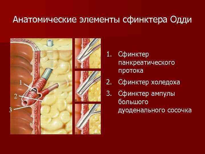 Анатомические элементы сфинктера Одди 1. Сфинктер панкреатического протока 1 2 3 2. Сфинктер холедоха
