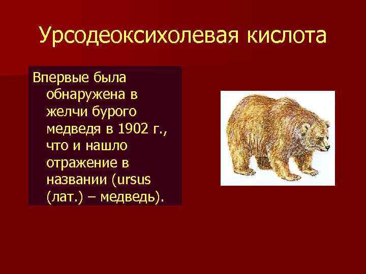 Урсодеоксихолевая кислота Впервые была обнаружена в желчи бурого медведя в 1902 г. , что