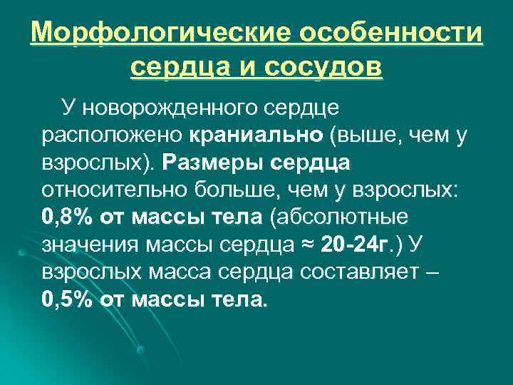 Морфологические особенности сердца и сосудов У новорожденного сердце расположено краниально (выше, чем у взрослых).