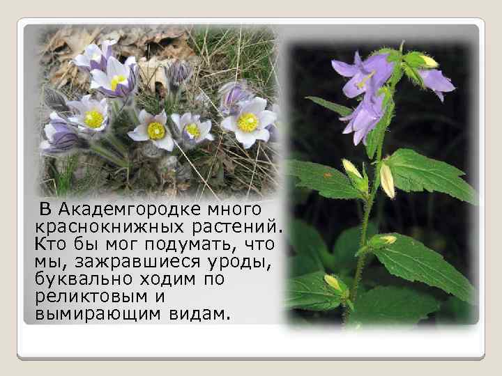 В Академгородке много краснокнижных растений. Кто бы мог подумать, что мы, зажравшиеся уроды, буквально