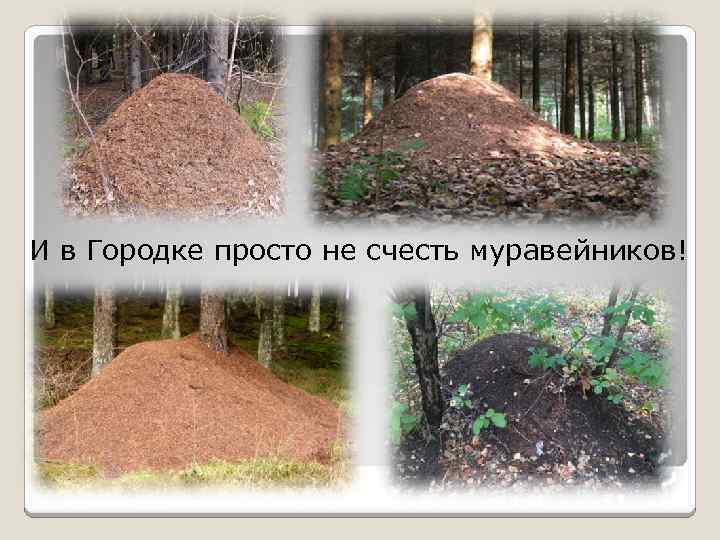 И в Городке просто не счесть муравейников! 