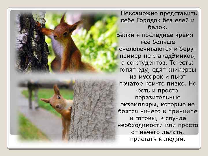 Невозможно представить себе Городок без елей и белок. Белки в последнее время всё больше