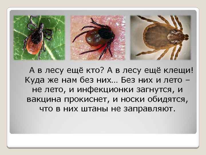 А в лесу ещё кто? А в лесу ещё клещи! Куда же нам без