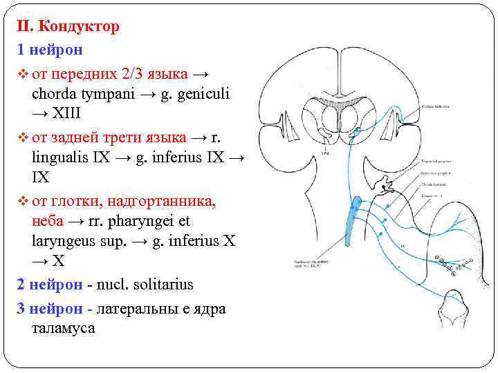 II. Кондуктор 1 нейрон v от передних 2/3 языка → chorda tympani → g.