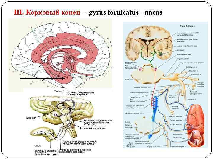 III. Корковый конец – gyrus fornicatus - uncus 