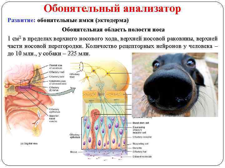 Обонятельный анализатор Развитие: обонятельные ямки (эктодерма) Обонятельная область полости носа 1 см 2 в