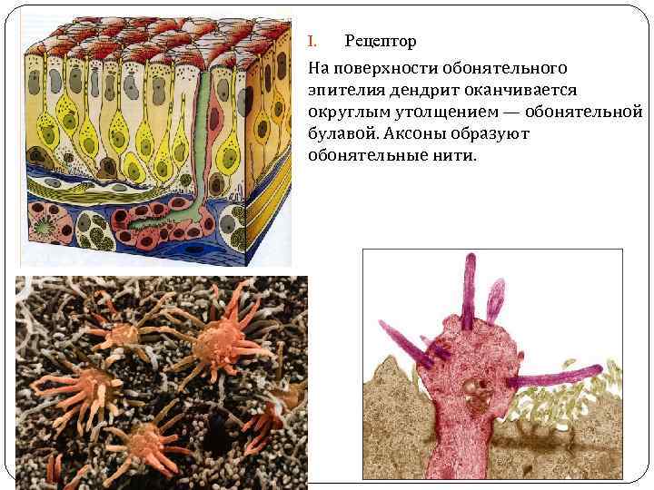 Рецептор На поверхности обонятельного эпителия дендрит оканчивается округлым утолщением — обонятельной булавой. Аксоны образуют