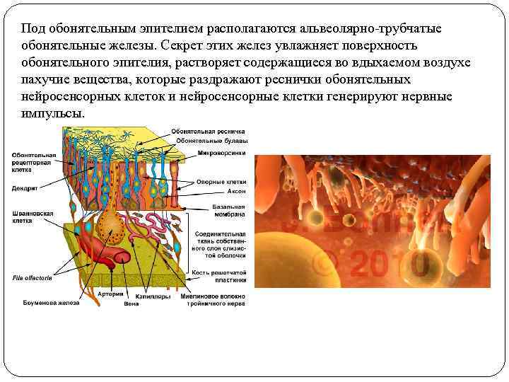 Под обонятельным эпителием располагаются альвеолярно-трубчатые обонятельные железы. Секрет этих желез увлажняет поверхность обонятельного эпителия,