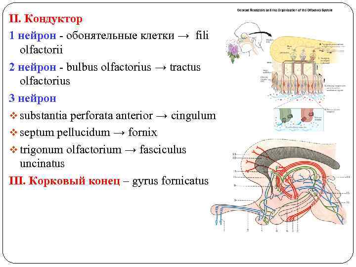II. Кондуктор 1 нейрон - обонятельные клетки → fili olfactorii 2 нейрон - bulbus