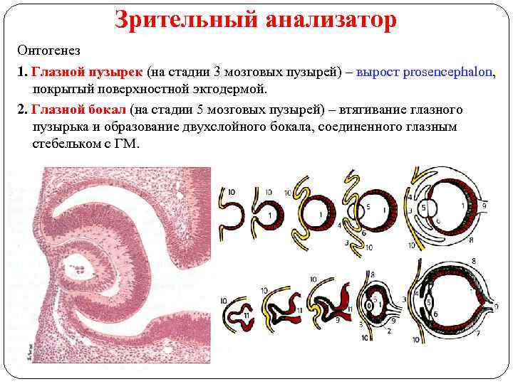 Зрительный анализатор Онтогенез 1. Глазной пузырек (на стадии 3 мозговых пузырей) – вырост prosencephalon,