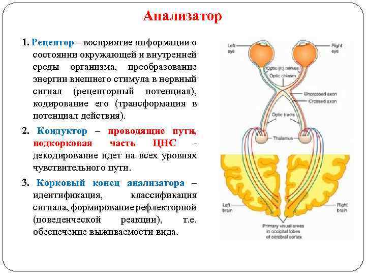 Анализатор 1. Рецептор – восприятие информации о состоянии окружающей и внутренней среды организма, преобразование