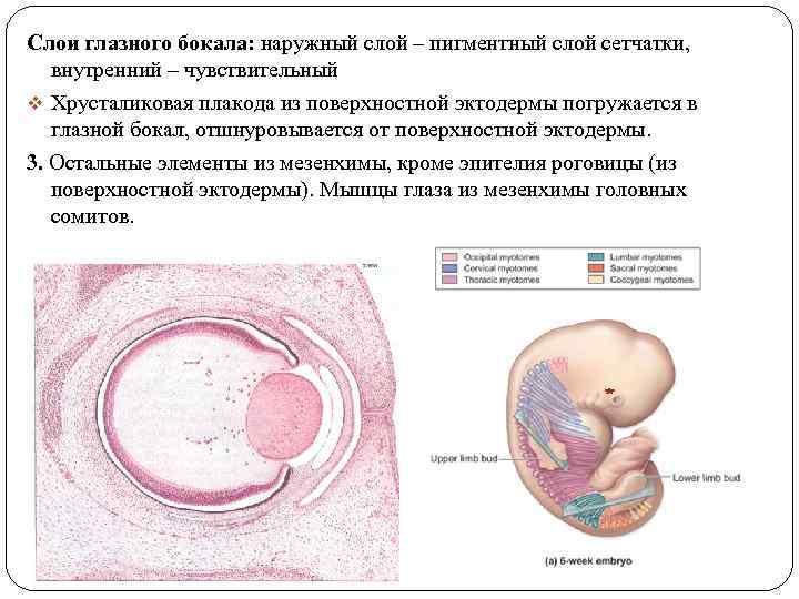 Слои глазного бокала: наружный слой – пигментный слой сетчатки, внутренний – чувствительный v Хрусталиковая