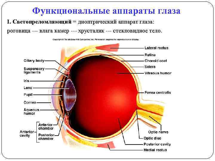 Функциональные аппараты глаза I. Светопреломляющий = диоптрический аппарат глаза: роговица --- влага камер ---