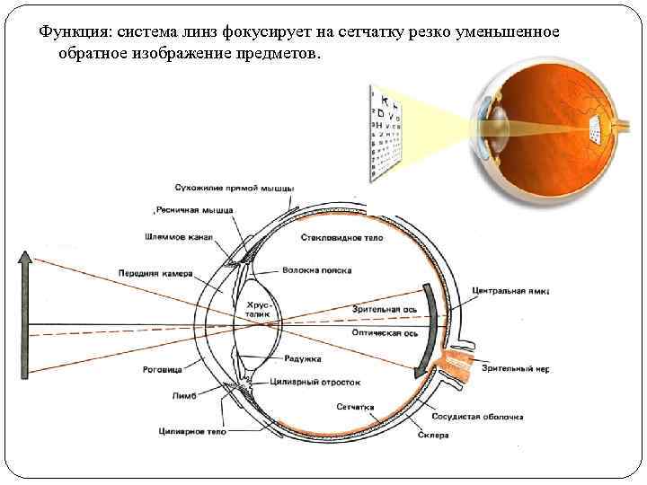 Функция: система линз фокусирует на сетчатку резко уменьшенное обратное изображение предметов. 