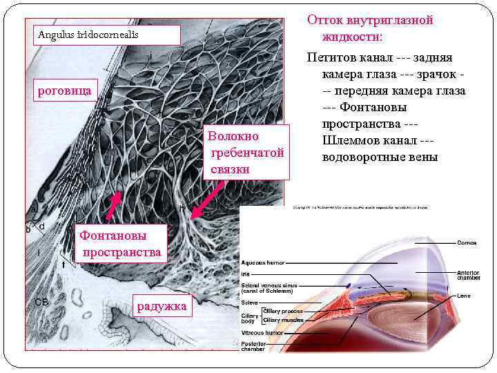 Angulus iridocornealis роговица Волокно гребенчатой связки Фонтановы пространства радужка Отток внутриглазной жидкости: Петитов канал