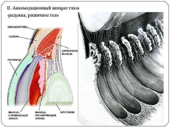 II. Аккомодационный аппарат глаза -радужка, ресничное тело 