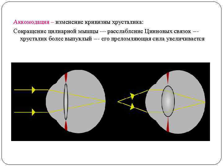 Аккомодация – изменение кривизны хрусталика: Сокращение цилиарной мышцы --- расслабление Цинновых связок --хрусталик более